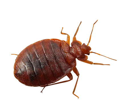 Bed Bug Extermination