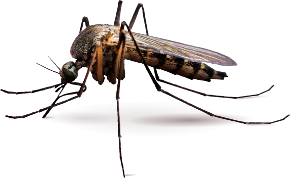 Mosquito Treatment