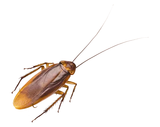 Cockroach Treatment