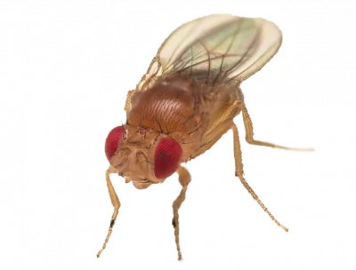 Fly Control
